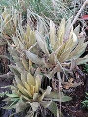 Espeletia