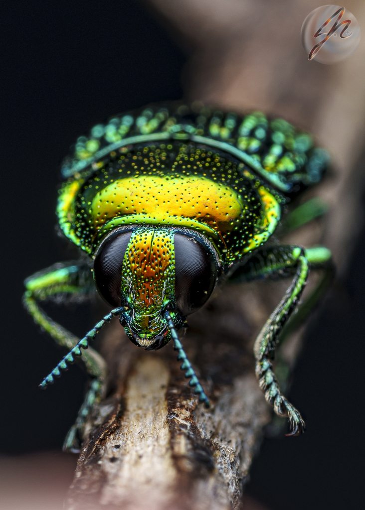 Jewel Beetles