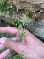 Carex subfusca