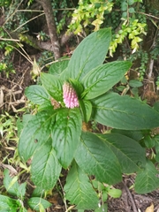 Phytolacca