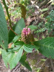 Phytolacca