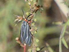 Ctenucha venosa