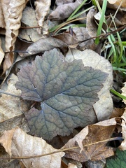 Tiarella stolonifera