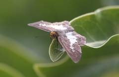 Gerosis phisara