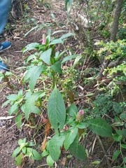 Phytolacca