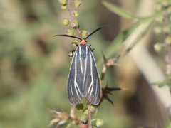 Ctenucha venosa