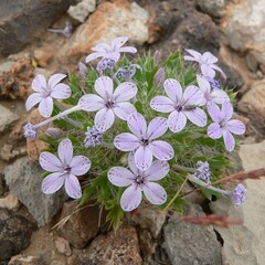 Langloisia setosissima