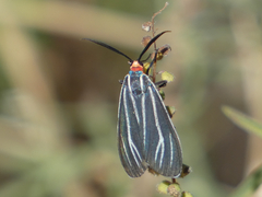 Ctenucha venosa