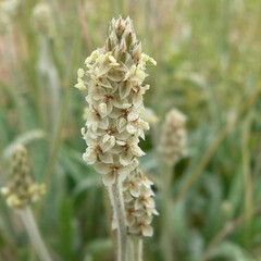 Plantago ovata