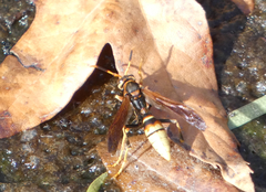 Polistes comanchus