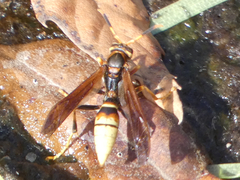 Polistes comanchus