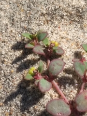 Euphorbia vizcainensis