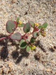 Euphorbia vizcainensis