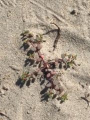 Euphorbia vizcainensis