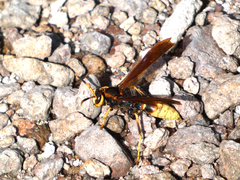 Polistes comanchus
