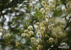 Acaciella angustissima