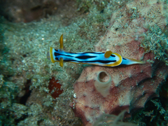 Chromodoris strigata