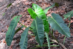 Philodendron sagittifolium