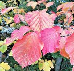 Hamamelis × intermedia