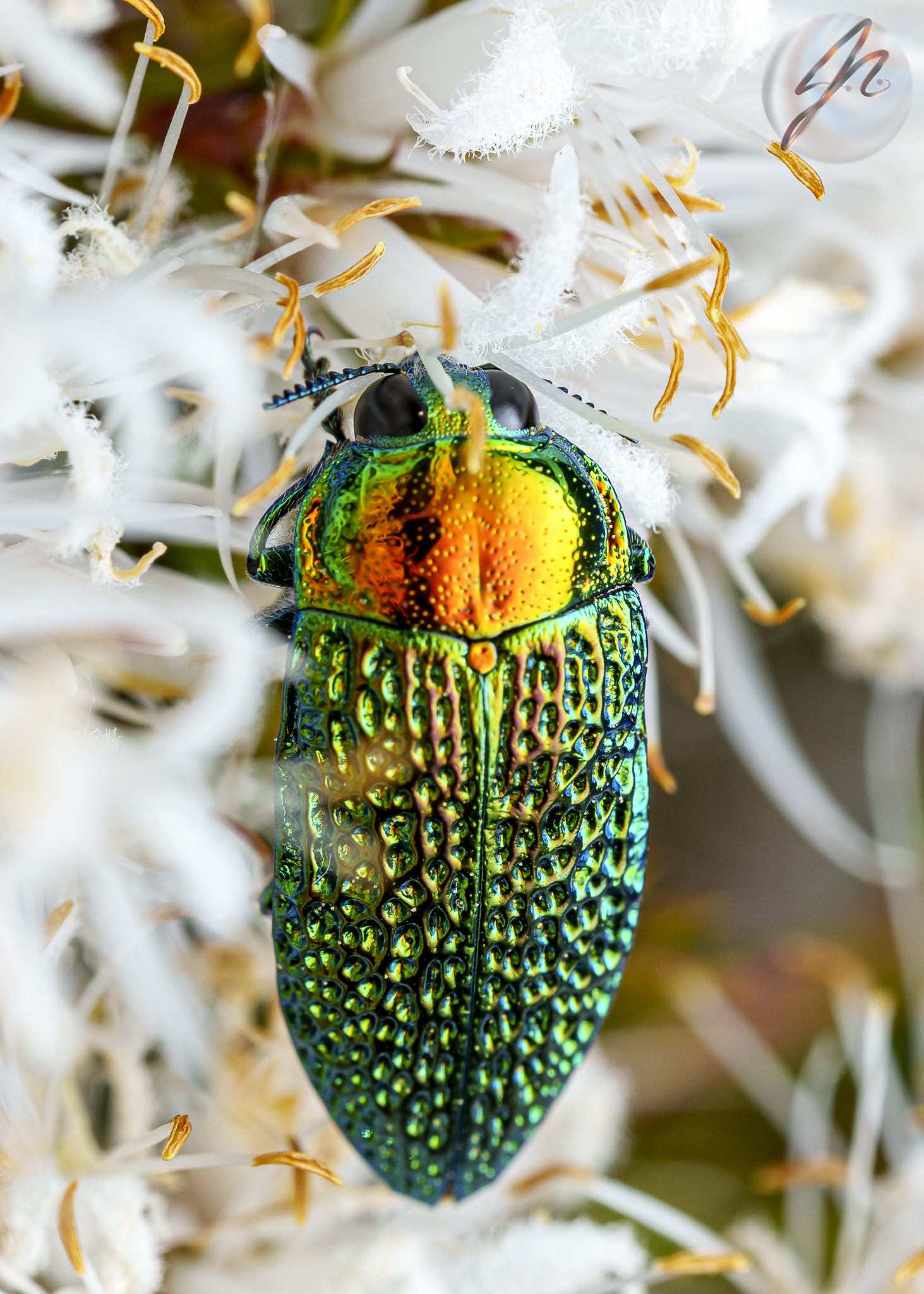 Genus Stigmodera · iNaturalist