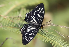 Euripus nyctelius