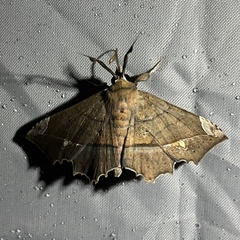 Syllectra