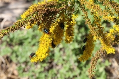 Chrysomya megacephala