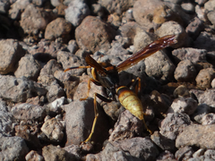 Polistes comanchus