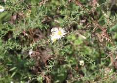 Symphyotrichum ericoides