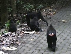 Macaca nigra