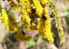 Chrysomya megacephala