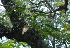 Philodendron sagittifolium