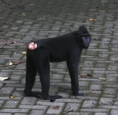 Macaca nigra