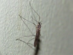 Trichocera