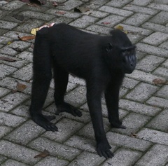 Macaca nigra