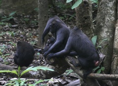 Macaca nigra