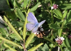 Hemiargus ceraunus