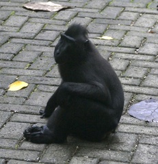Macaca nigra