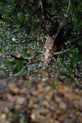Macropathini