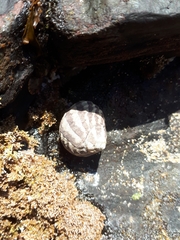 Austrocochlea porcata