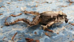 Tomopterna natalensis