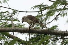Prinia subflava