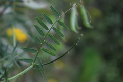 Vicia leyboldii