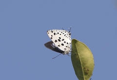 Tajuria maculata