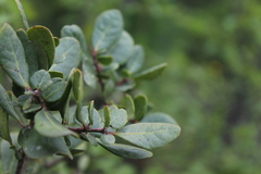 Azara integrifolia