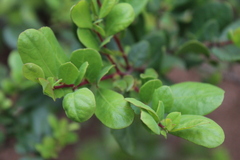 Azara integrifolia