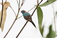 Uraeginthus bengalus