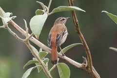 Cercotrichas leucophrys