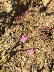 Zeltnera muehlenbergii