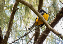 Trogon caligatus